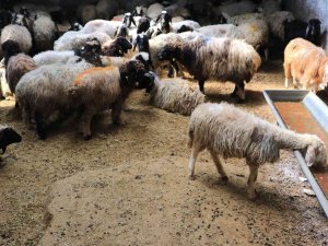 Aracılar Koyunları Ahırda Tutup Fiyat Yükseltiyor