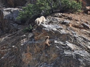 Tunceli’de Yaban Hayvanları Başıboş Köpeklerin Hedefinde