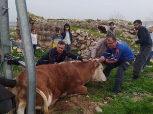 Demir Direk Arasında Sıkışan İneği Afad Ekipleri Kurtardı