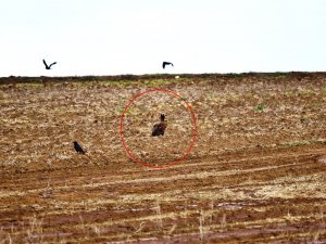 Dünyada Nesli Tehlike Altında Olan Kara Akbabalar Gözlemlendi