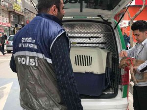 Haydi̇’den Pitbull Operasyonu, Cezalar Peş Peşe Geldi