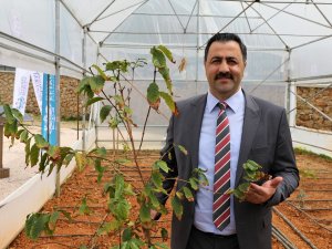 Prof. Dr. Ekrem Kalan: “Kahve Alanya’dan Gelecek”