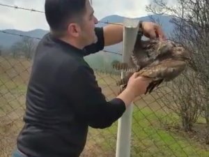 Bursa’da Çiftlere Takılan Şahin Kurtarıldı