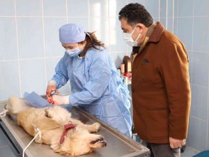Veteriner İşleri Müdürlüğü Ekipleri Kısırlaştırma Yapmaya Başladı