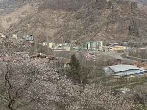 Bu Ağaçlar Bahara Son Kez "Merhaba" Dedi