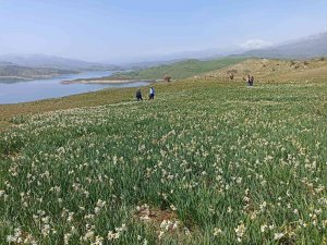 Gerger’de Yabani Nergisler Yerli Turistlerin İlgi Odağı Oluyor