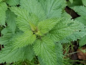 Giresun Isırganı Coğrafi İşaret Aldı