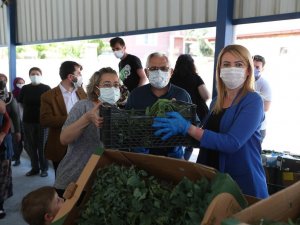 Merkezefendi’de Son 2 Yılda 660 Ton Sağlıklı Ve Doğal Sebze Üretildi