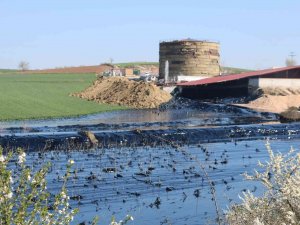 Edirne’de Çevre Katliamı: Tonlarca Zift Çevreye Yayılıyor