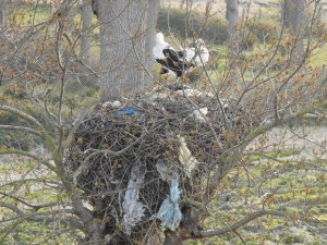 Çevreye Atılan Çöpler Leylekleri Tehdit Ediyor