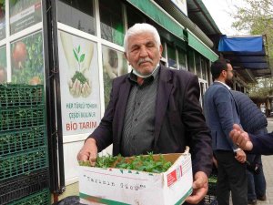 Günde 10 Bin Fide Satılıyor: Vatandaş Üretici Oldu