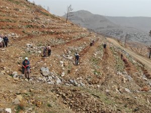Yeşilovacık’ta Yanan Alanlar Milyonlarca Tohum Ve Binlerce Fidanla Yeniden Yeşeriyor
