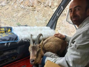 Yol Kenarında Bitkin Halde Bulduğu Yaban Keçisini Milli Park Görevlilerine Teslim Etti