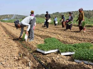 Manisa’da Domates Dikimi Başladı
