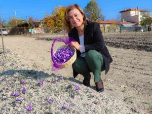 Başkan Köse, “Bu Yıl Ki Safran Hasadında Hedefimiz 500 Gram”