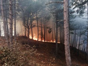 İ̇zmir’de Ormanlık Alanda Yangın