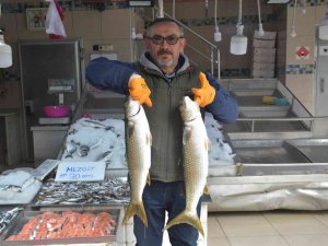 “Tokmak Kafa” İlgi Gördü