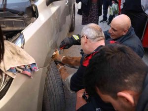 Yalova’da Otomobil Motoruna Sıkışan Kedi Kurtarıldı