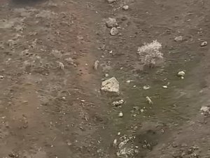 Elazığ’da Kurt Sürüsü Görüntülendi
