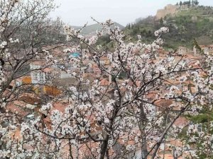 Badem Ağaçları Bu Yıl Zamanında Çiçek Açtı