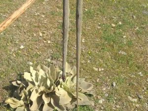 Elazığ’da Baharın Gelmesiyle Yılanlar Görülmeye Başlandı