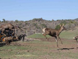 Çorum’da 5 Kızılgeyik Doğaya Salındı