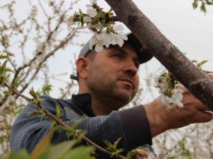 Kiraz Üreticisi Çifte Bayrama Hazırlanıyor