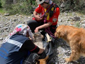 Kayalıklarda 4 Gündür Mahsurdu, Akut Kurtardı