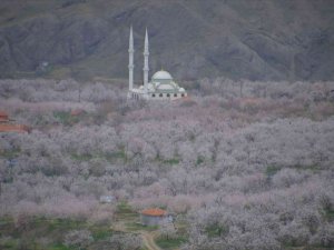 Kayısı Ağaçları 20 Gün Geç Çiçek Açtı