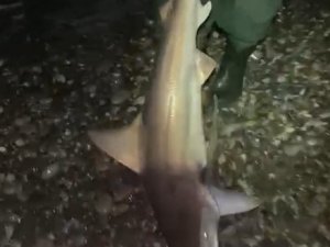 Oltalarına İkinci Kez Takılan Köpekbalığını "Gelme Bir Daha" Diye Bağırarak Denize Bıraktılar