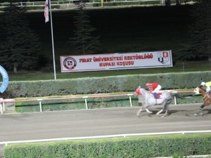 Elazığ’da At Yarışlarına Sayılı Günler Kaldı
