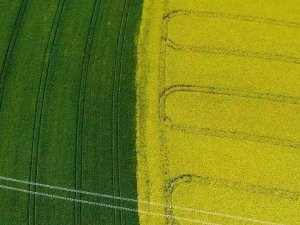 Ülkedeki Yağ Açığının Giderilmesi İçin Kanola Üzerine Tartışılıyor: Dayanıklılık Ve Daha Fazla Yağ