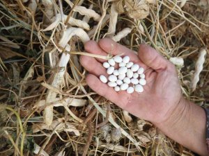 Beyşehir’in Coğrafi İşaretli Çetmi Şeker Fasulyesi Avrupa Ülkelerine Gönderiliyor