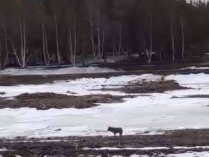 Ardahan’da Üniversiteyi Aç Kurtlar Bastı