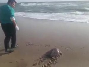 Yeşil Deniz Kaplumbağası Tekrar Deniz İle Buluştu