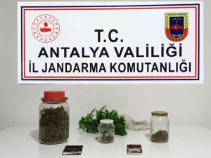 Yasadışı Kenevir Üretimine Jandarma Baskını: 1 Gözaltı