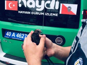 Yaralı Ebabil Kuşuna Polis Şefkati