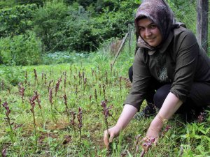 Giresun’da Fındığa Ek Gelir Maviyemiş ve Salep Üretimine Hibe Desteği