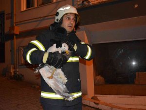 Apartmanın Havalandırma Boşluğuna Düşen Martı Çocuğun Dikkati Sayesinde Kurtarıldı