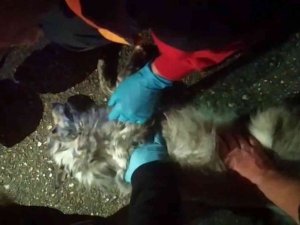 Galericiler Sitesinde Çıkan Yangından Kurtarılan Köpeğe Dakikalarca Kalp Masajı Yaptılar