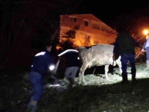 Türkeli’de Dereye Düşen Büyükbaş Hayvan Kurtarıldı