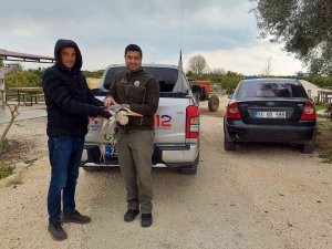 Yaralı Balıkçıl Tedaviye Alındı