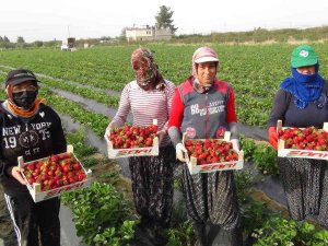 Mersin’de Açıkta Çilek Hasadı Başladı