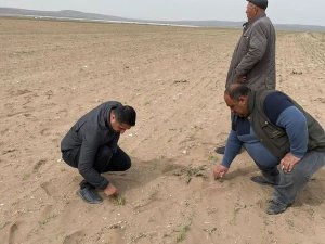 Kulu’da Kum Fırtınası Ekili Alanlara Zarar Verdi