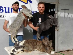 Dev Tavşanlar Görenleri Şaşırtıyor