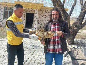 Van’da Bulunan Yaralı Balaban Tedavi Altına Alındı