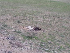 Boş Araziye Atılan Koyun Derileri Ve Telef Olan Eşek Çevre Kirliliği Oluşturdu