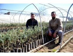 200 Milyon Zeytin Ağacı Hedefinin Yüzde 80’ini Orhangazi Karşıladı