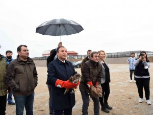 Tedavileri Tamamlanan Şahinler Doğaya Salındı