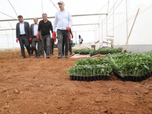 Sera Kentte Fideler Toprakla Buluştu